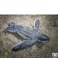 گونه لاکپشت چرمی Leatherback Turtle